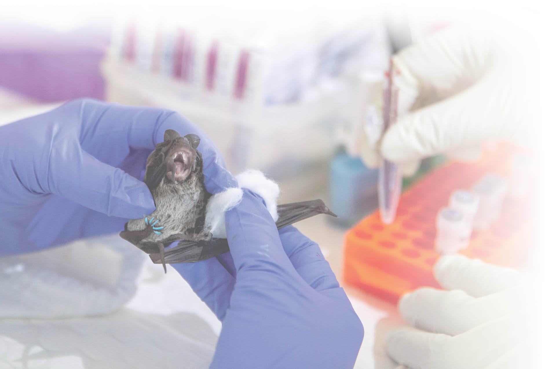 752683_big_photo_image_photo_image