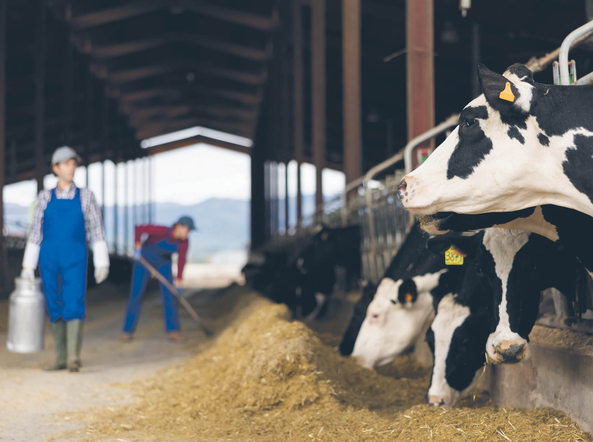 908004_big_photo_image_photo_image